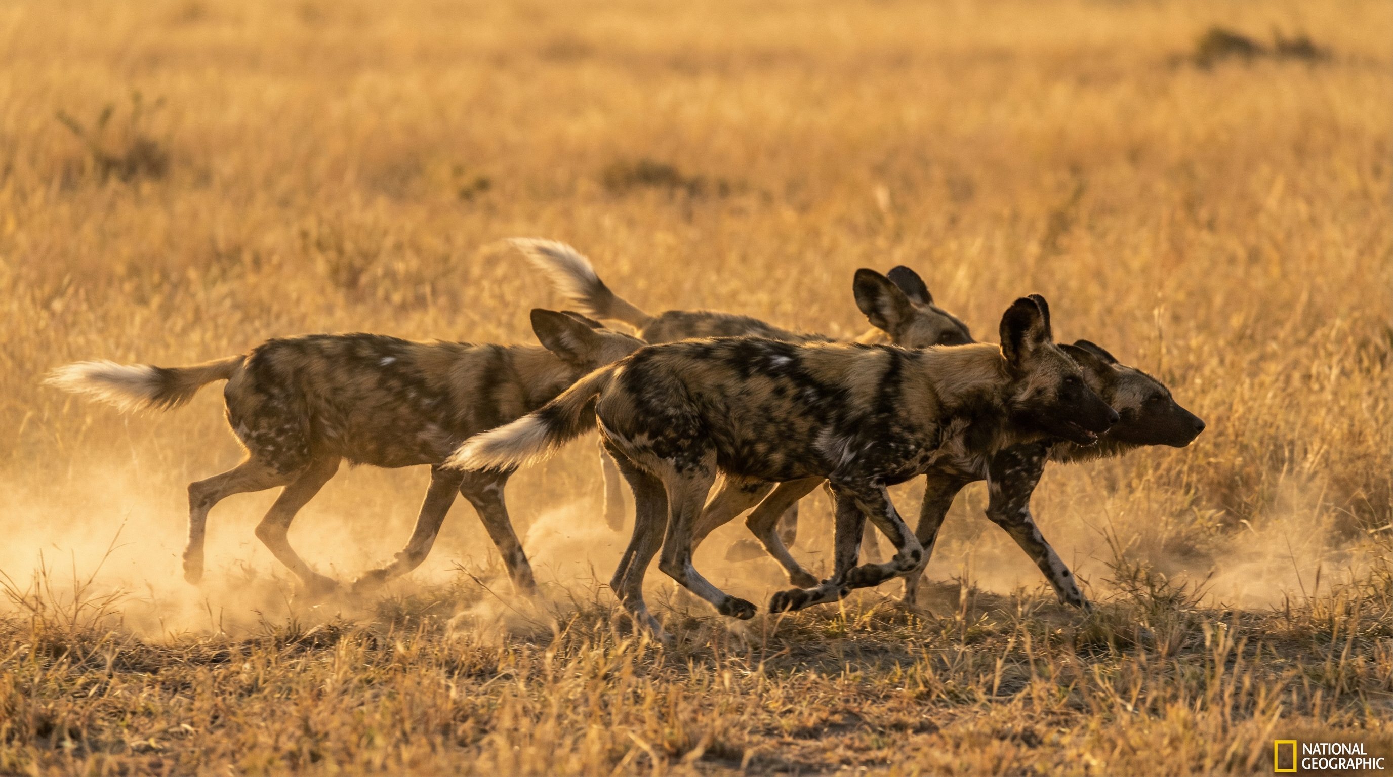 抖音揭秘动物科普社区