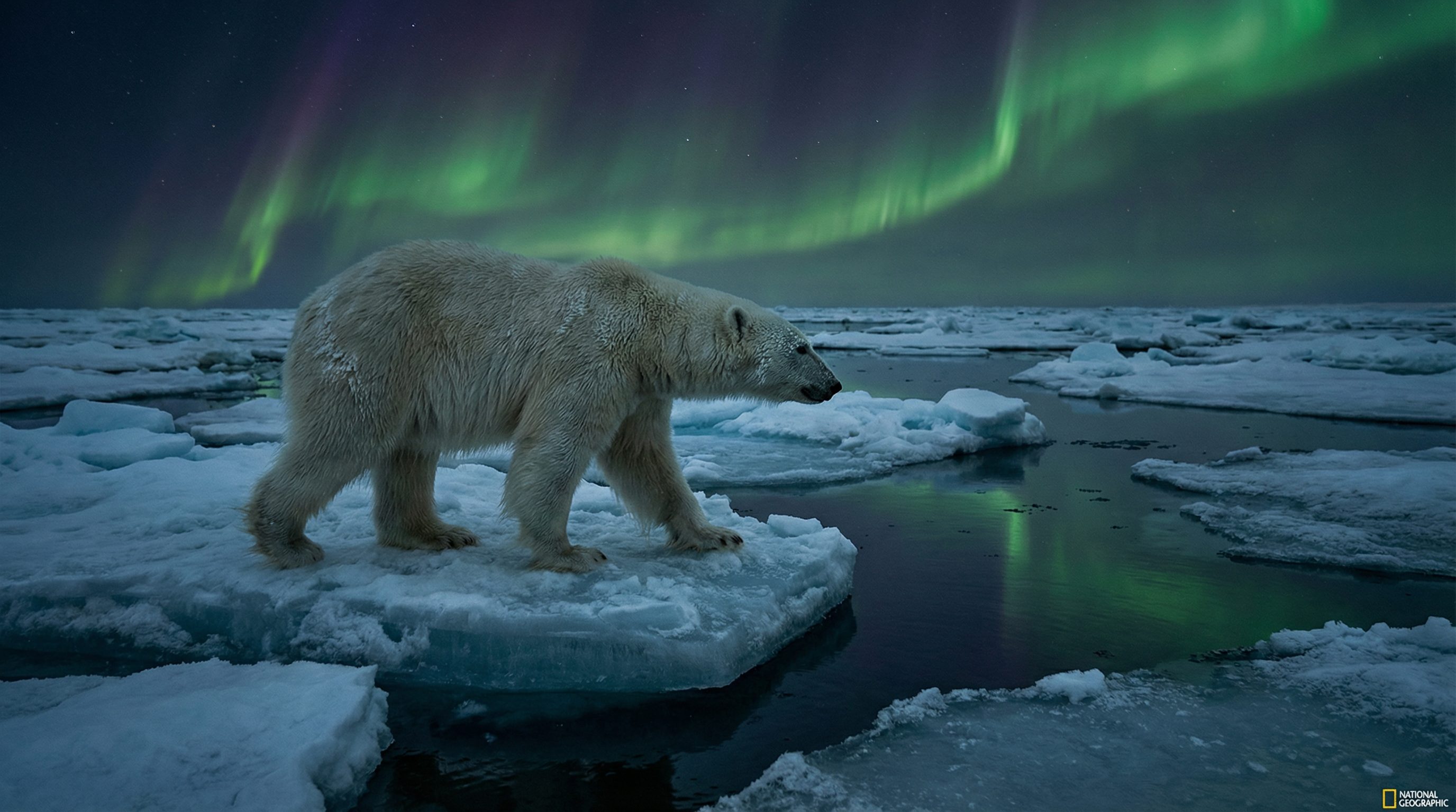 抖音揭秘视频：北极熊视频